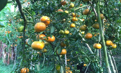 Công nghệ chế biến sâu: Lối thoát cho bài toán giá trị nông sản Việt
