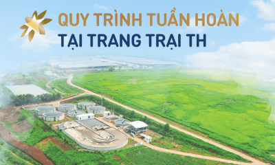 Vòng đời khép kín của chất thải tại Cụm trang trại bò sữa quy mô hàng đầu thế giới
