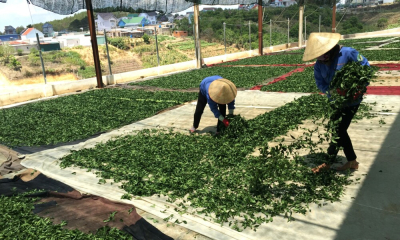 Đổi mới đào tạo chất lượng nguồn nhân lực nông thôn 