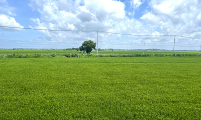 Giám sát trên diện rộng để quản lý rủi ro sâu bệnh