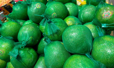 Bưởi da xanh bước vào cuộc đua chuẩn hóa để vươn xa 