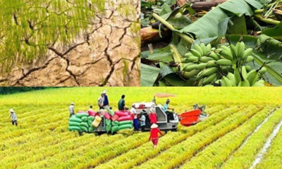 Nâng mức hỗ trợ phí bảo hiểm nông nghiệp