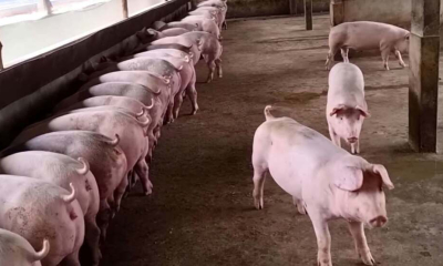Bảo vệ môi trường gắn với trách nhiệm trong hoạt động chăn nuôi 