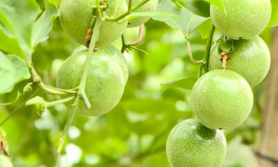 Chanh leo Việt Nam tăng trưởng xuất khẩu phải đi cùng chuẩn hóa
