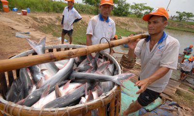 Ứng phó hợp lý với thị trường Mỹ