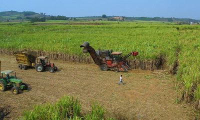  Nhà máy Đường An Khê hỗ trợ người dân phát triển vùng nguyên liệu mía