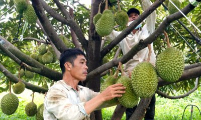 Phát huy tiềm năng và lợi thế trong lĩnh vực nông nghiệp, nông thôn tại Tây Nguyên