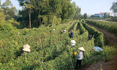 Tân Yên: Nâng cao giá trị nông sản chủ lực của địa phương