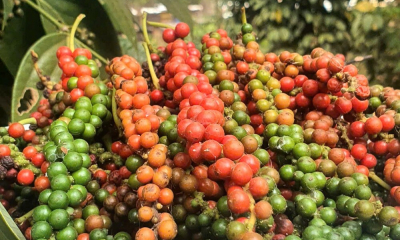 Hồ tiêu bị nhiễm chất sudan: Cảnh báo và giải pháp