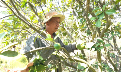 Lão nông người Bạc Liêu tại Gia Lai và bộ rễ nu bằng lăng độc lạ