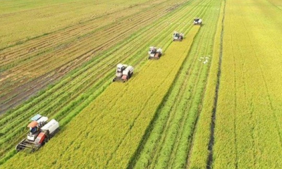 Đề án 1 triệu ha lúa chất lượng cao: Thay đổi tư duy và phương thức canh tác bền vững