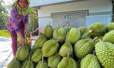 Sầu riêng giảm giá mạnh, xuất khẩu gặp khó