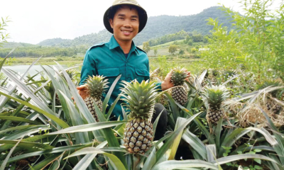 Làn sóng doanh nghiệp mới trong nông nghiệp đang dâng cao