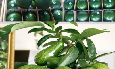Việt Nam chuẩn bị xuất khẩu chính ngạch bơ, sầu riêng vào Nhật Bản và Hàn Quốc