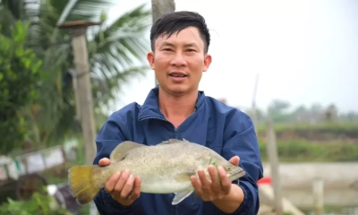 Chông chênh nghề nuôi cá vược