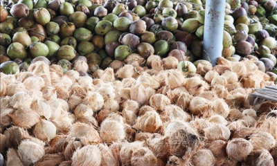 Dừa khô tại Tiền Giang tăng kỷ lục