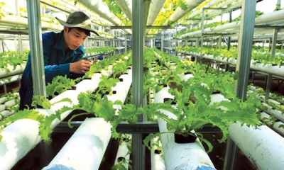 Mở khoá đất đai cho doanh nghiệp nông nghiệp