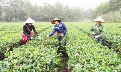 Sản xuất chè liên kết, nông dân hết lo âu