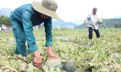 Dưa hấu được mùa, giá giảm nhưng nông dân vẫn lãi khá