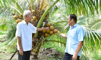 Chuyển đổi từ trồng lúa bấp bênh sang dừa chuyên canh cho năng suất cao