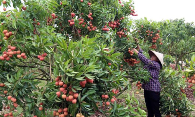 Vụ mùa vải thiều 2025: Bội thu và kỳ vọng bứt phá thị trường