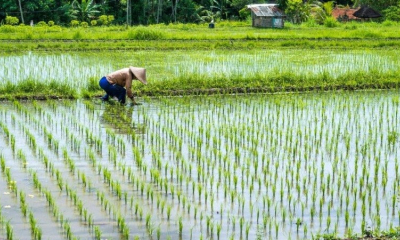 Khuyến cáo nông dân tăng kiểm tra đồng ruộng, phòng trừ sâu bệnh hại lúa