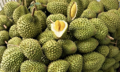 Thủ tướng Chính phủ chỉ đạo thúc đẩy sản xuất và xuất khẩu sầu riêng bền vững