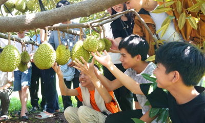 Học sinh lớp 9 trải nghiệm vườn sầu riêng hữu cơ Farmstay Sâm Phát Ialy