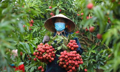 Chủ động triển khai các biện pháp bảo đảm sản xuất, chế biến, tiêu thụ và xuất khẩu nông sản