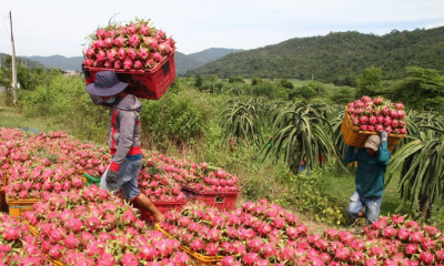 Siết kiểm soát chất lượng để giữ thị trường Trung Quốc