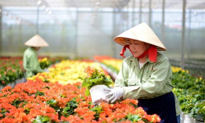 Phê duyệt Đề án