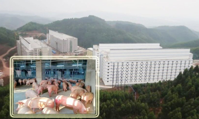 BAF Việt Nam muốn xây trại lợn 6 tầng đầu tiên tại Việt Nam