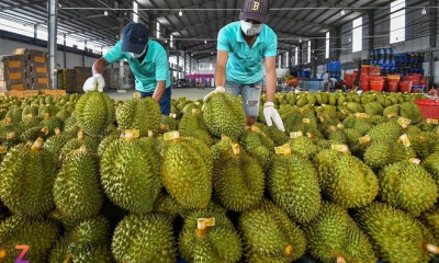 Chuyên gia đề xuất dùng AI kiểm soát tồn dư hóa chất trong sầu riêng