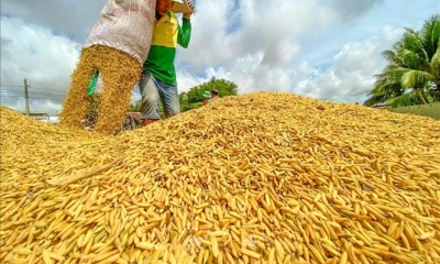Lúa tươi tại Đồng bằng sông Cửu Long biến động nhẹ