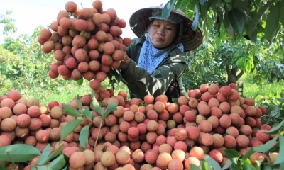 Xuất khẩu vải thiều 2025: Dự báo tăng mạnh nhưng vẫn đối mặt nhiều thử thách