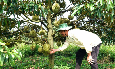 Tham quan nông trại 200 ha sầu riêng của Công ty 30-4 Gia Lai