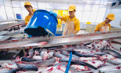 Mỹ giữ thuế chống bán phá giá 0% cho nhiều nhà xuất khẩu cá tra Việt Nam