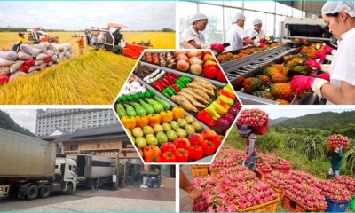 Những nông sản Việt Nam xuất khẩu nhiều nhất sang ASEAN