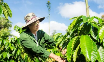 Giảm rủi ro mùa hạn: Mô hình sản xuất thích ứng khô hạn tại miền Trung – Tây Nguyên