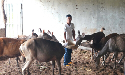 Nông dân Gia Lai làm giàu từ nhung hươu, nai sau thất bại cay đắng