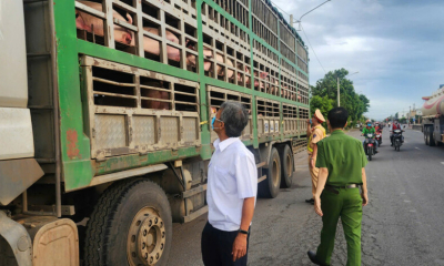 Phát hiện vụ vận chuyển 54 con heo có dấu hiệu dịch bệnh