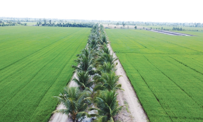 Bước chuyển mình mạnh mẽ của nông nghiệp Việt nhằm giảm phát thải