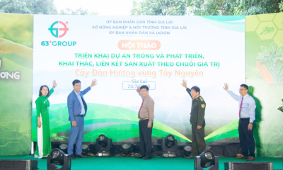 Phát triển cây đàn hương – hướng đi bền vững cho Tây Nguyên