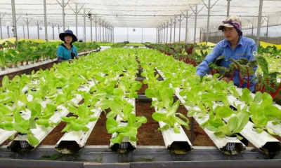 Sản xuất nông, lâm nghiệp và thủy sản tiếp tục đà ổn định