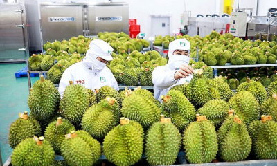 Xuất khẩu rau quả lấy lại đà tăng trưởng