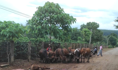 Xe tải mất phanh tông chết 18 con bò, đền bù 305 triệu đồng