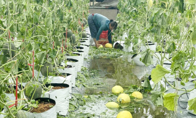 Nông nghiệp Nghệ An thiệt hại nặng nề sau bão số 5