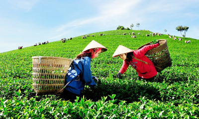 Đưa nông nghiệp hữu cơ bứt phá