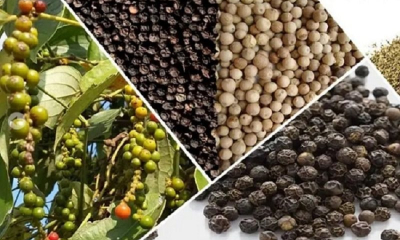 Hồ tiêu 9 tháng xuất khẩu gần chạm mốc 1,3 tỷ USD