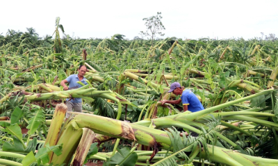 Khẩn trương khôi phục sản xuất nông nghiệp sau bão lũ
